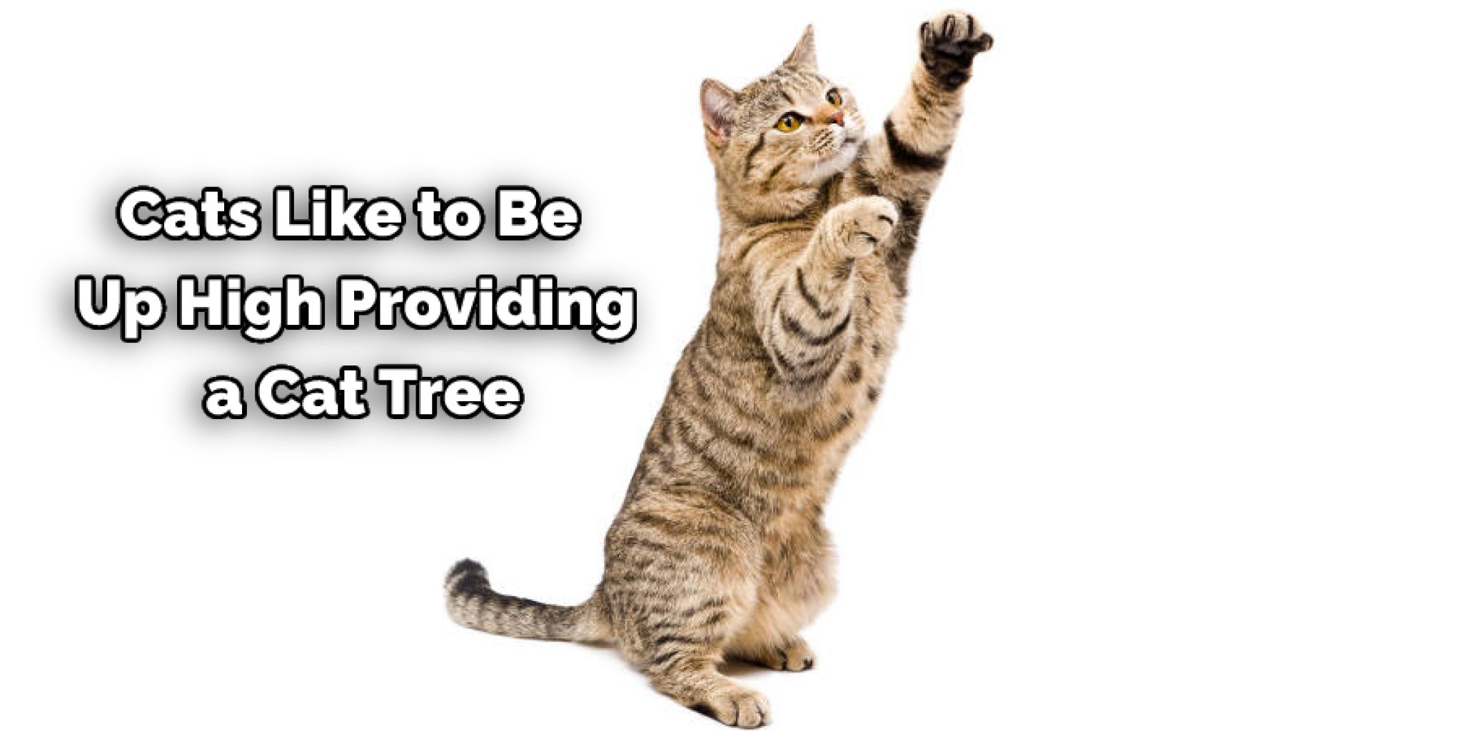 How to Keep Cat From Jumping Fence Effective 10 Ways (2024)