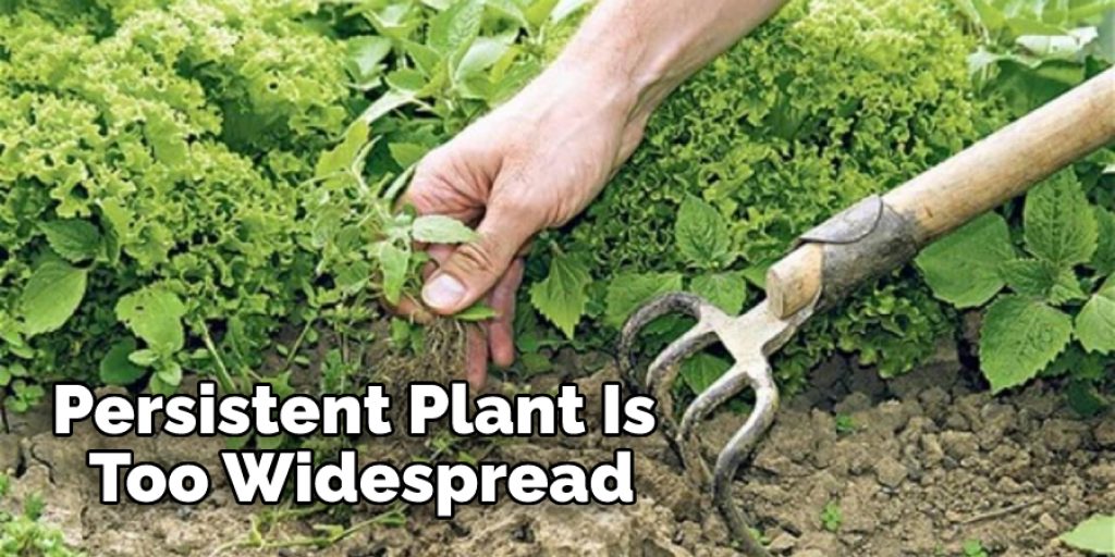 Persistent Plant Is Too Widespread
