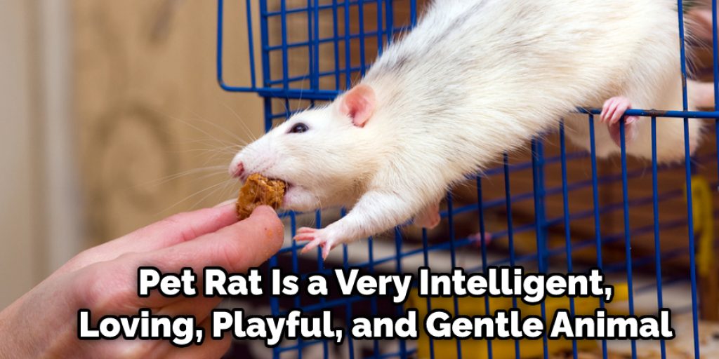Pet Rat Is a Very Intelligent, Loving, Playful, and Gentle Animal