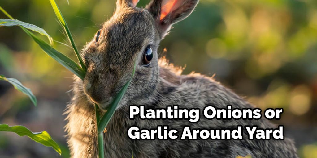 Planting Onions or Garlic Around Yard