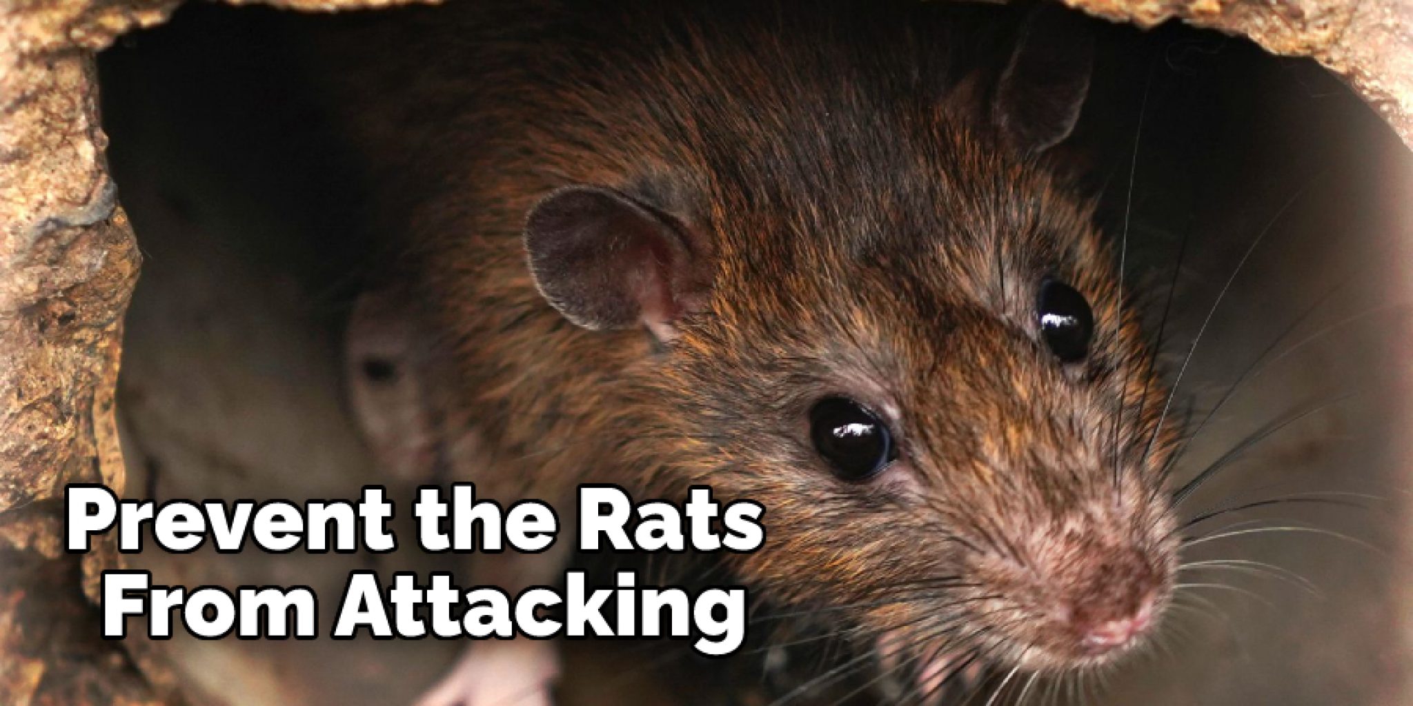 How to Stop Rats From Chewing Plastic | Detailed Effective Guides