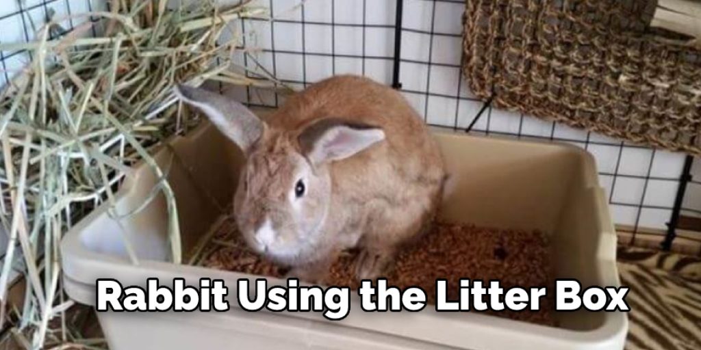 Rabbit Using the Litter Box