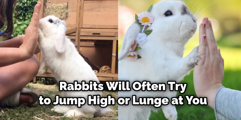 Rabbits Will Often Try to Jump High or Lunge at You