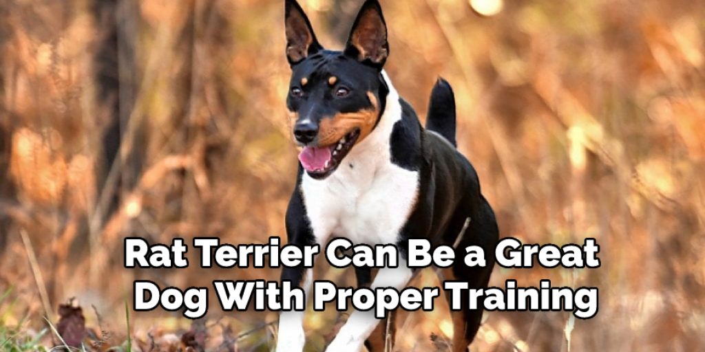 Rat Terrier Can Be a Great Dog With Proper Training