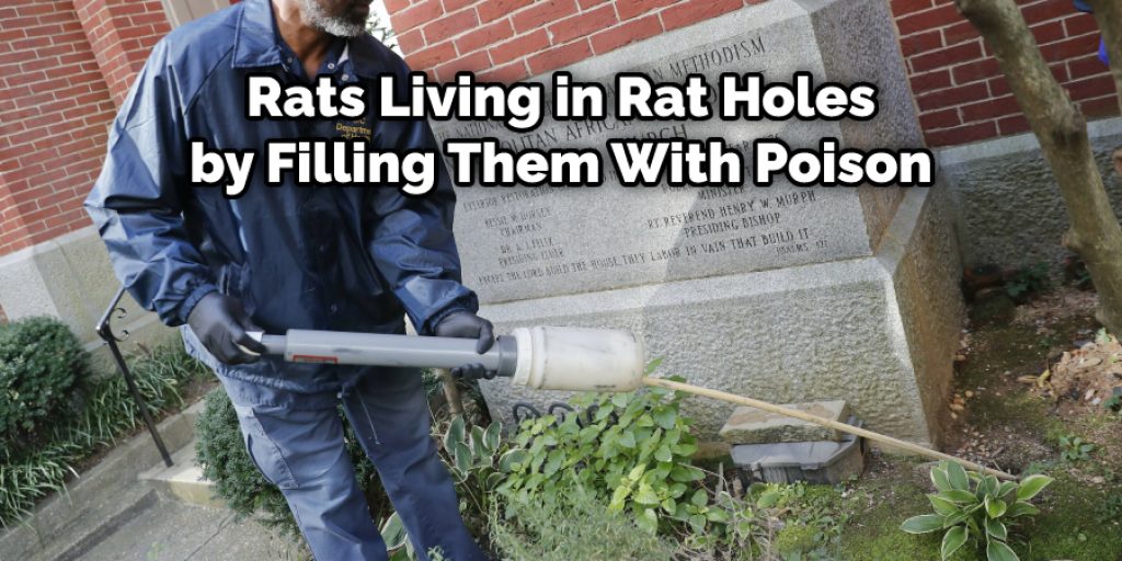 rats living in rat holes by filling them with poison 