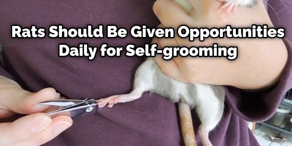Rats Should Be Given Opportunities Daily for Self-grooming