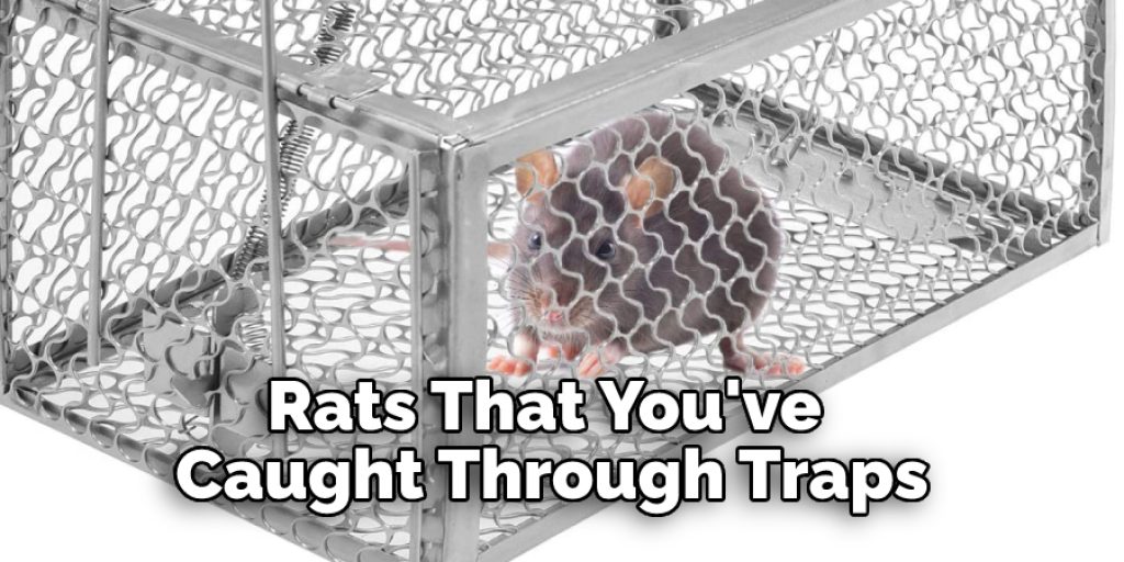 Rats That You've Caught Through Traps