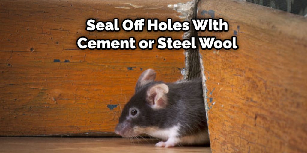 Seal Off Holes With Cement or Steel Wool