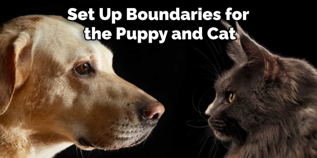 Set Up Boundaries for the Puppy and Cat