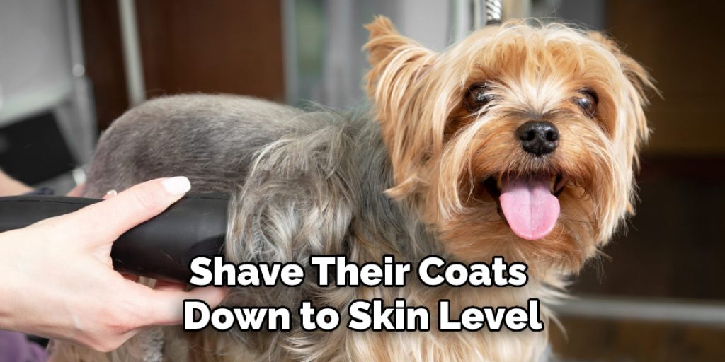 Shave Their Coats Down to Skin Level