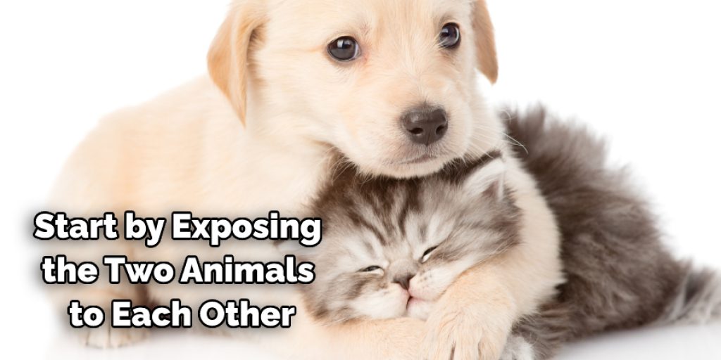 start by exposing the two animals to each