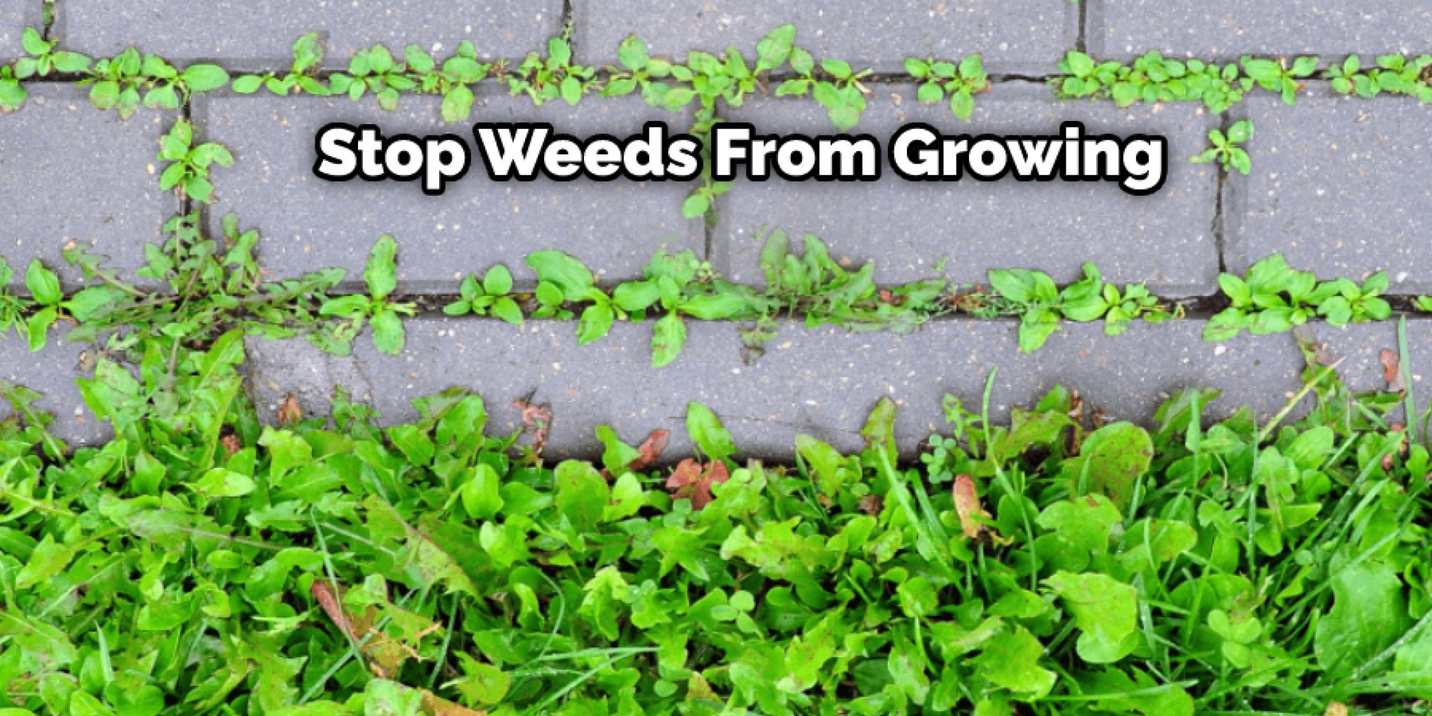 How to Stop Weeds Growing Between Concrete Slabs Detailed Guides