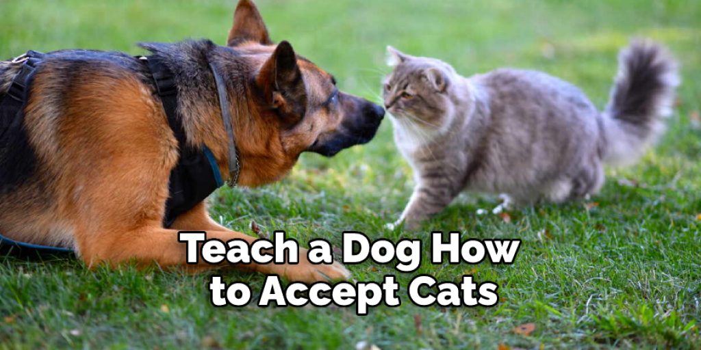 Teach a Dog How to Accept Cats