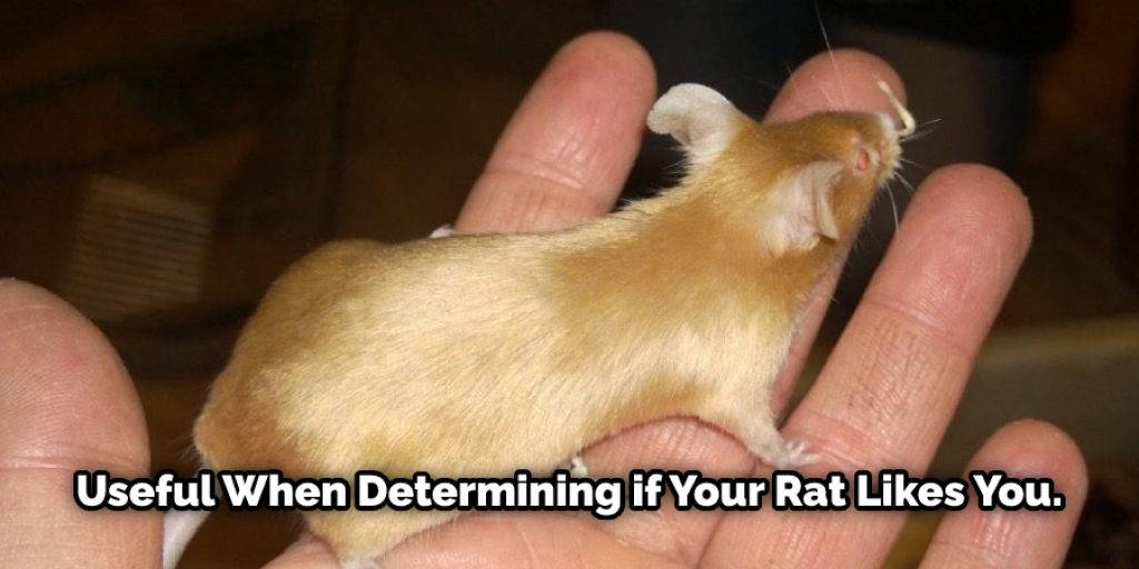 You can tell if your rat is not happy by how they behave, so knowing what things to look for will be very useful when determining if your rat likes you.