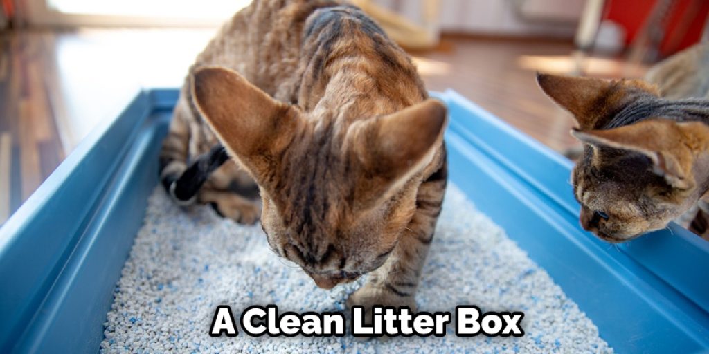  A Clean Litter Box