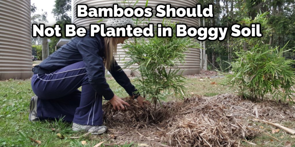Bamboos Should Not Be Planted in Boggy Soil