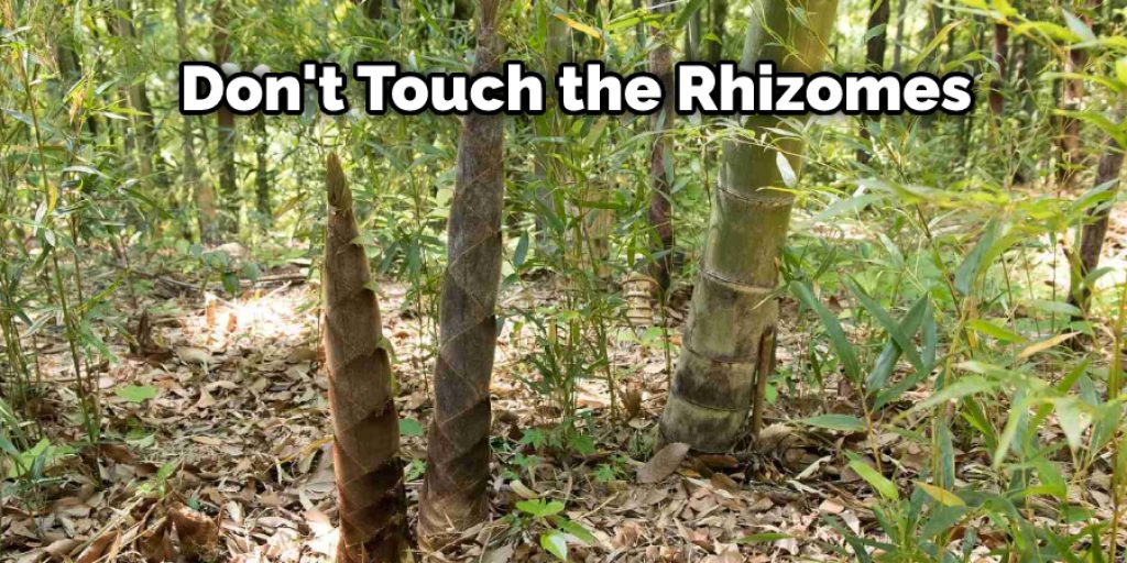 Don't Touch the Rhizomes