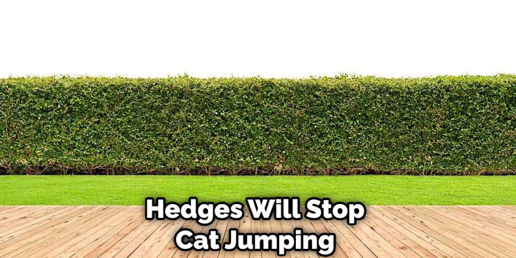 Hedges Will Stop Cat Jumping