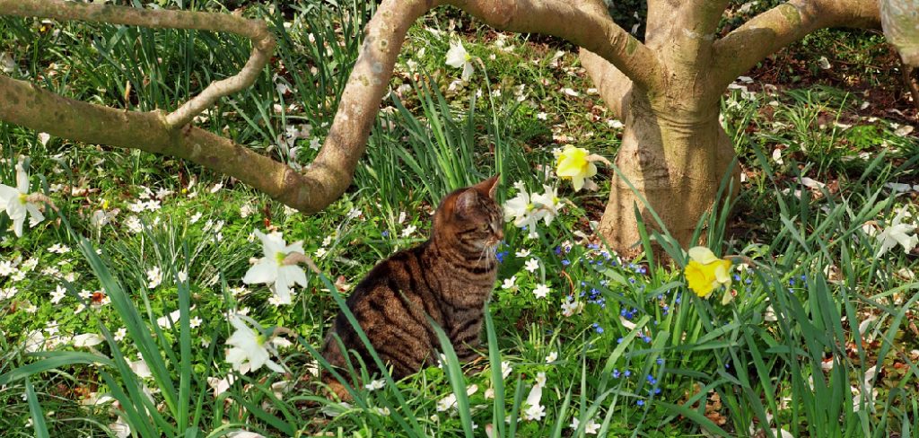 How to Cat Proof Your Garden