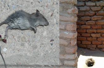 How to Get Rid of Dead Rat Smell in Wall