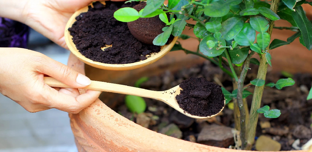How to Apply Coffee Grounds to Roses
