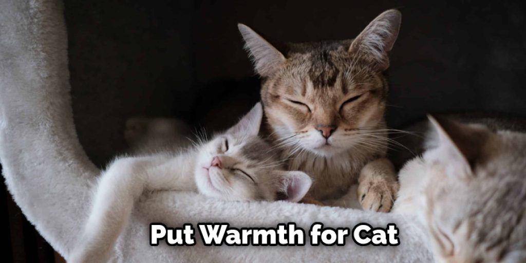 Put Warmth for Cat