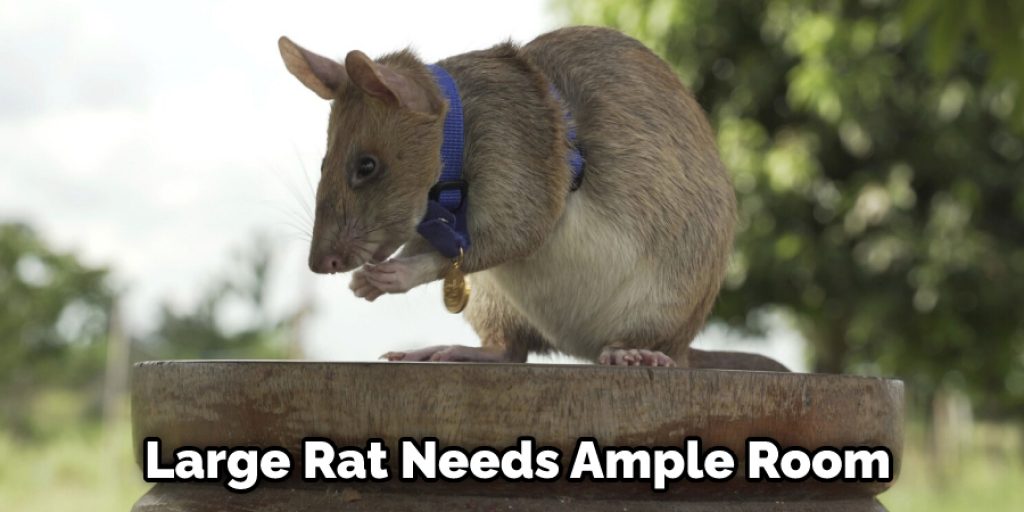 Large Rat Needs Ample Room