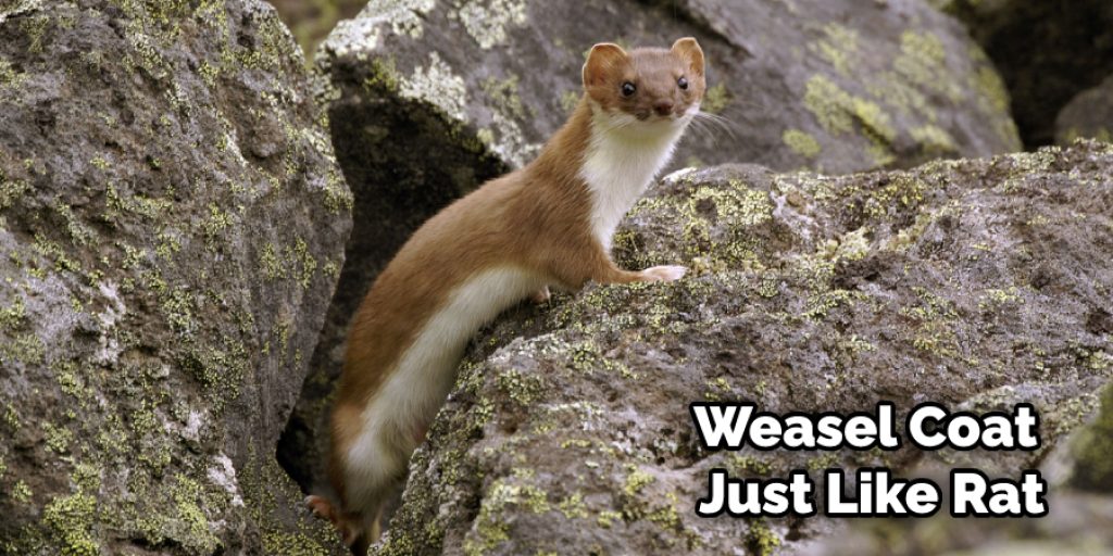 Weasel Coat Just Like Rat