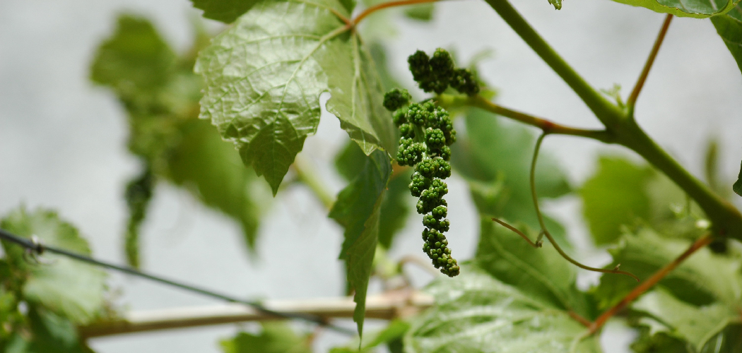 How to Grow Muscadine Grapes from Cuttings