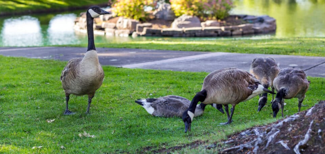 How Do I Keep Geese Off My Lawn