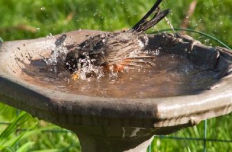How to Keep Birds Out Of Hanging Baskets