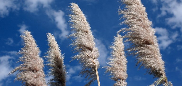 How to Fluff Pampas Grass | Explained In 8 Ways (2024)