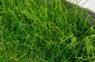 How to Make Grass Thicker and Fuller