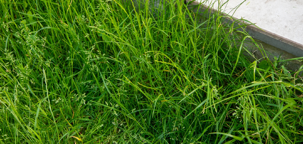 How to Make Grass Thicker and Fuller