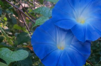 How to Plant Morning Glory in a Hanging Basket