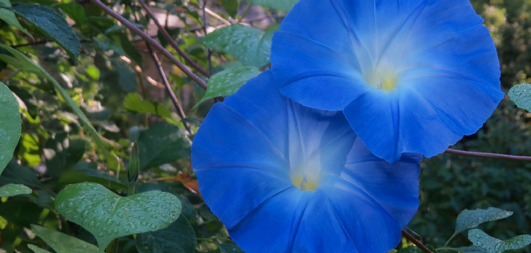 How to Plant Morning Glory in a Hanging Basket