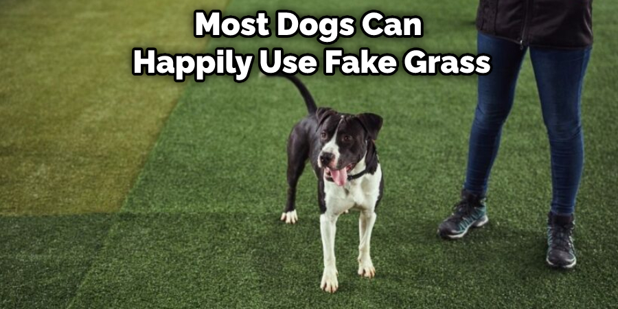 how-to-clean-fake-grass-from-dog-poop-in-10-easy-step-2024