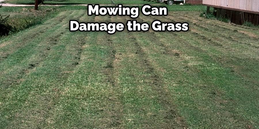 How to Regrow Grass After Roundup | 11 Easy Techniques (2024)