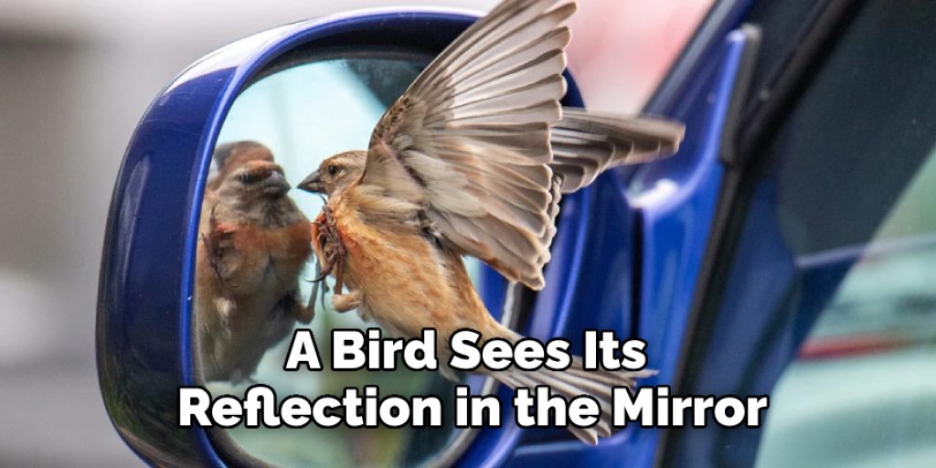 A Bird Sees Its Reflection in the Mirror