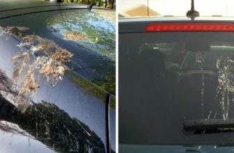How to Keep Birds From Pooping on Your Car Mirrors