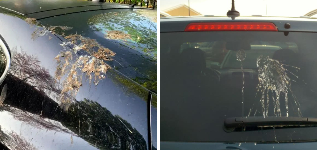 How to Keep Birds from Pooping on Your Car Mirrors