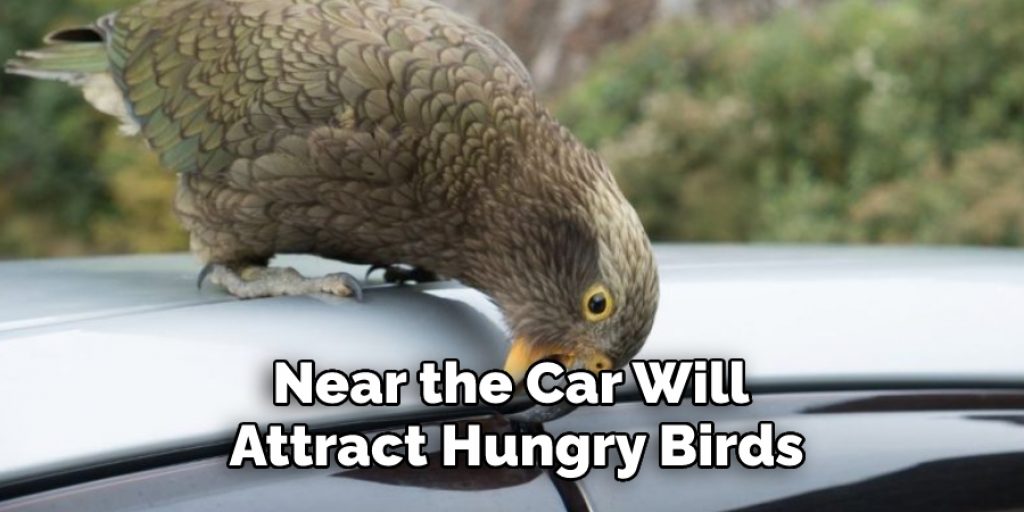 Near the Car Will Attract Hungry Birds