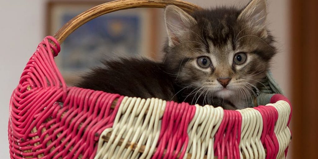 How to Crochet a Cat Bed