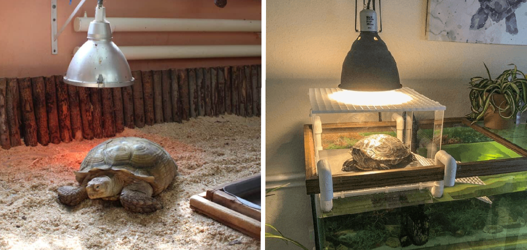 How to Keep a Turtle Warm without a Heat Lamp