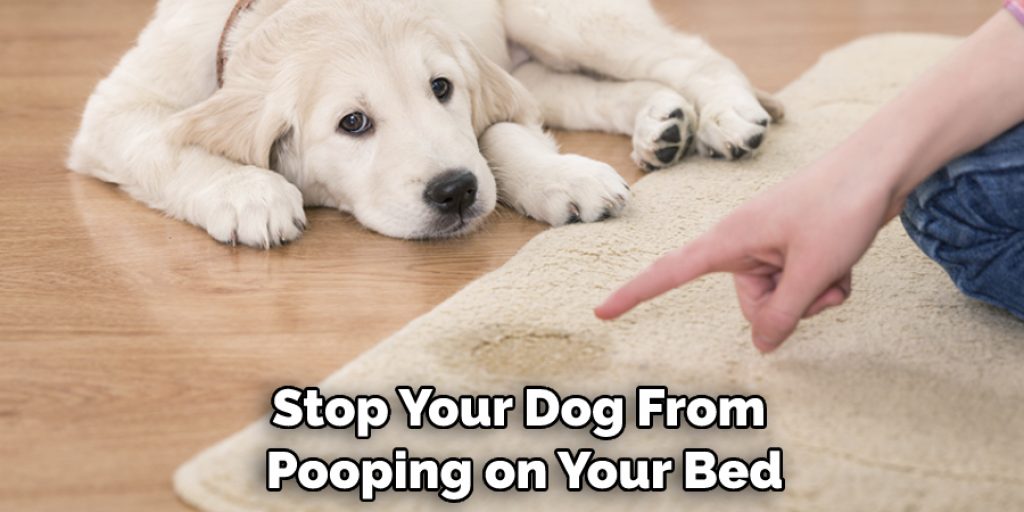 How to Stop My Dog From Pooping on My Bed 8 Steps Instructions