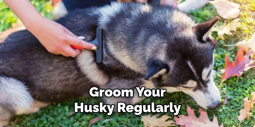 Groom Your Husky Regularly