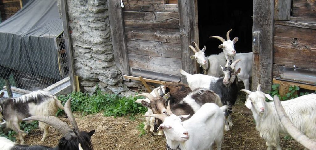 How to Build a Goat House