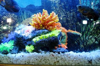 How to Clean a Fish Tank Without a Gravel Vacuum