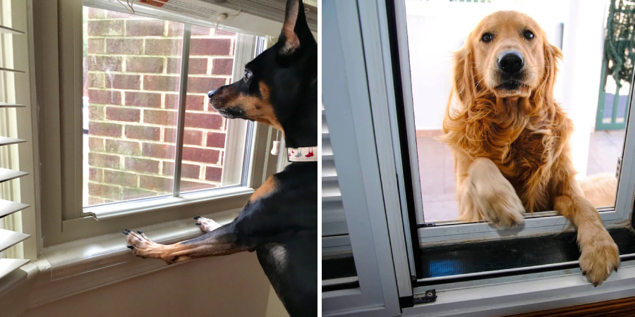 How to Protect Window Sills From Dogs