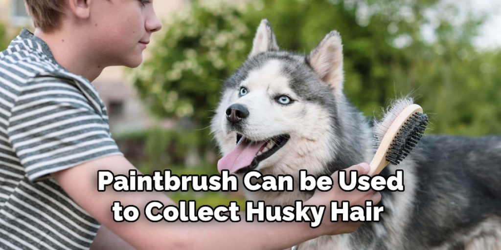 Paintbrush Can be Used
to Collect Husky Hair 